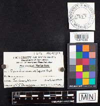 Crucibulum laeve image