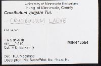 Crucibulum laeve image