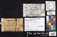 Crucibulum laeve image