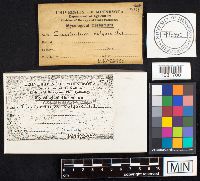 Crucibulum laeve image