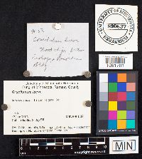 Crucibulum laeve image