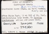 Crucibulum laeve image