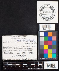 Crucibulum laeve image