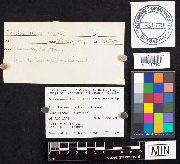 Crucibulum laeve image