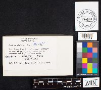 Cyathus striatus image