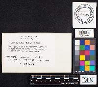 Cyathus striatus image