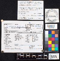 Cryptoporus volvatus image