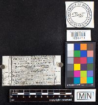 Cryptoporus volvatus image