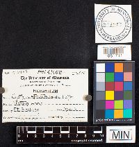 Cyathus striatus image