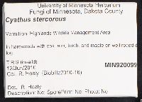 Cyathus stercoreus image