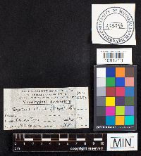 Cyathus striatus image