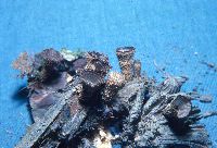 Cyathus striatus image