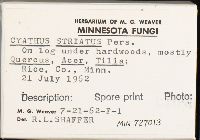 Cyathus striatus image