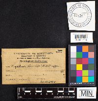 Cyathus striatus image