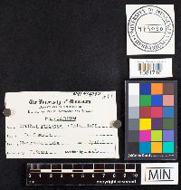 Cyathus striatus image