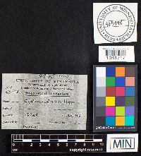 Cyathus striatus image