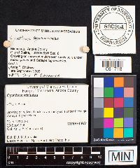 Cyathus striatus image