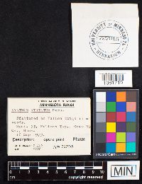 Cyathus striatus image