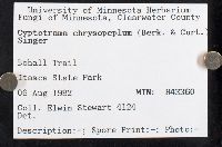 Cyptotrama asprata image