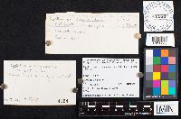 Cyptotrama asprata image