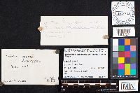 Cyptotrama asprata image