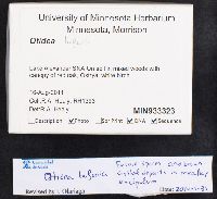 Otidea bufonia image