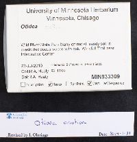 Otidea onotica image