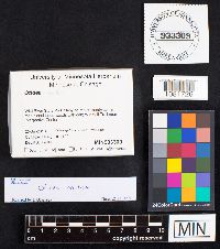 Otidea onotica image