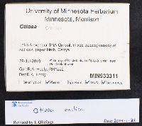 Otidea onotica image