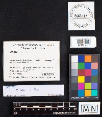 Otidea onotica image