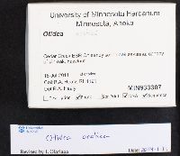 Otidea onotica image