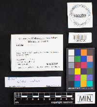 Otidea onotica image