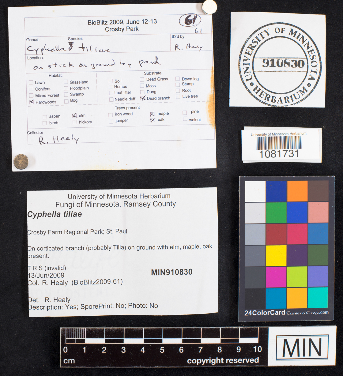 Cyphella tiliae image