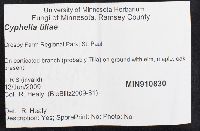 Cyphella tiliae image