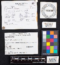 Media resource of Cyphella tiliae