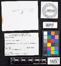 Cyphella tiliae image