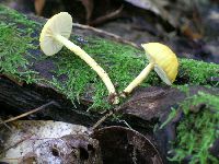 Cyptotrama asprata image