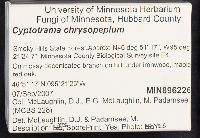 Cyptotrama asprata image