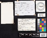 Cyptotrama asprata image