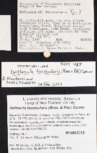 Pterulicium fasciculare image