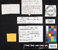 Media resource of Pterulicium fasciculare