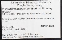 Pterulicium xylogenum image