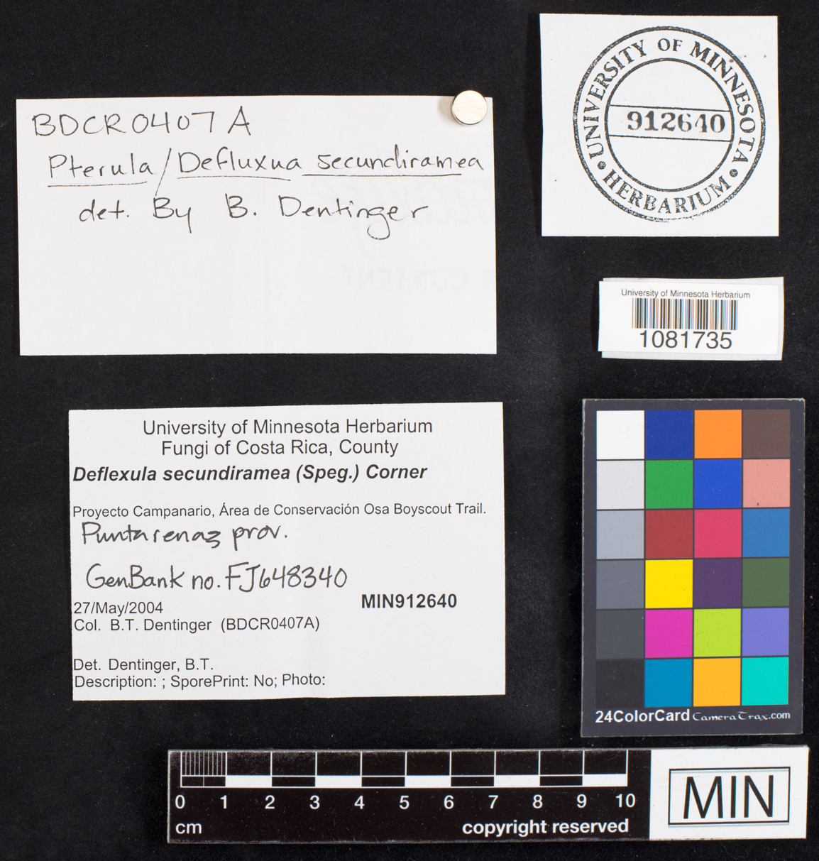 Pterulicium secundirameum image