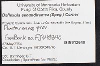 Pterulicium secundirameum image