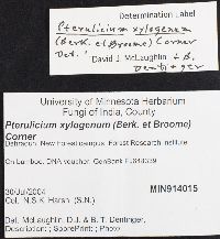 Pterulicium xylogenum image