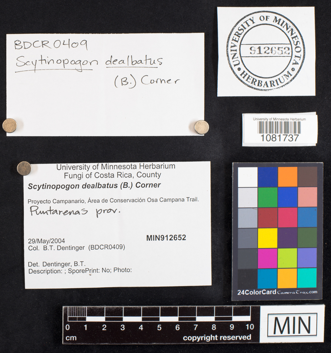 Ramariopsis dealbata image