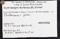 Ramariopsis dealbata image