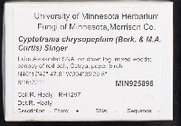 Cyptotrama asprata image