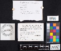 Cyptotrama asprata image