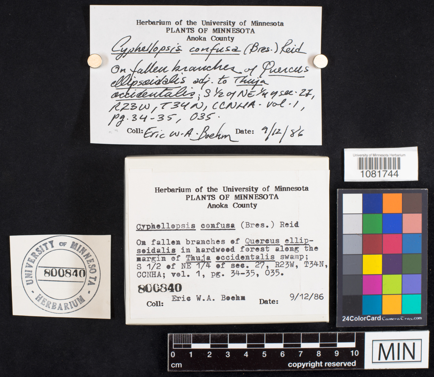 Merismodes fasciculata image